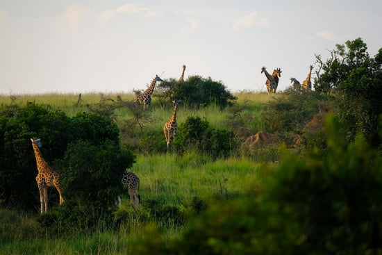 Backpacking in Uganda: A Complete Guide for Travelers
